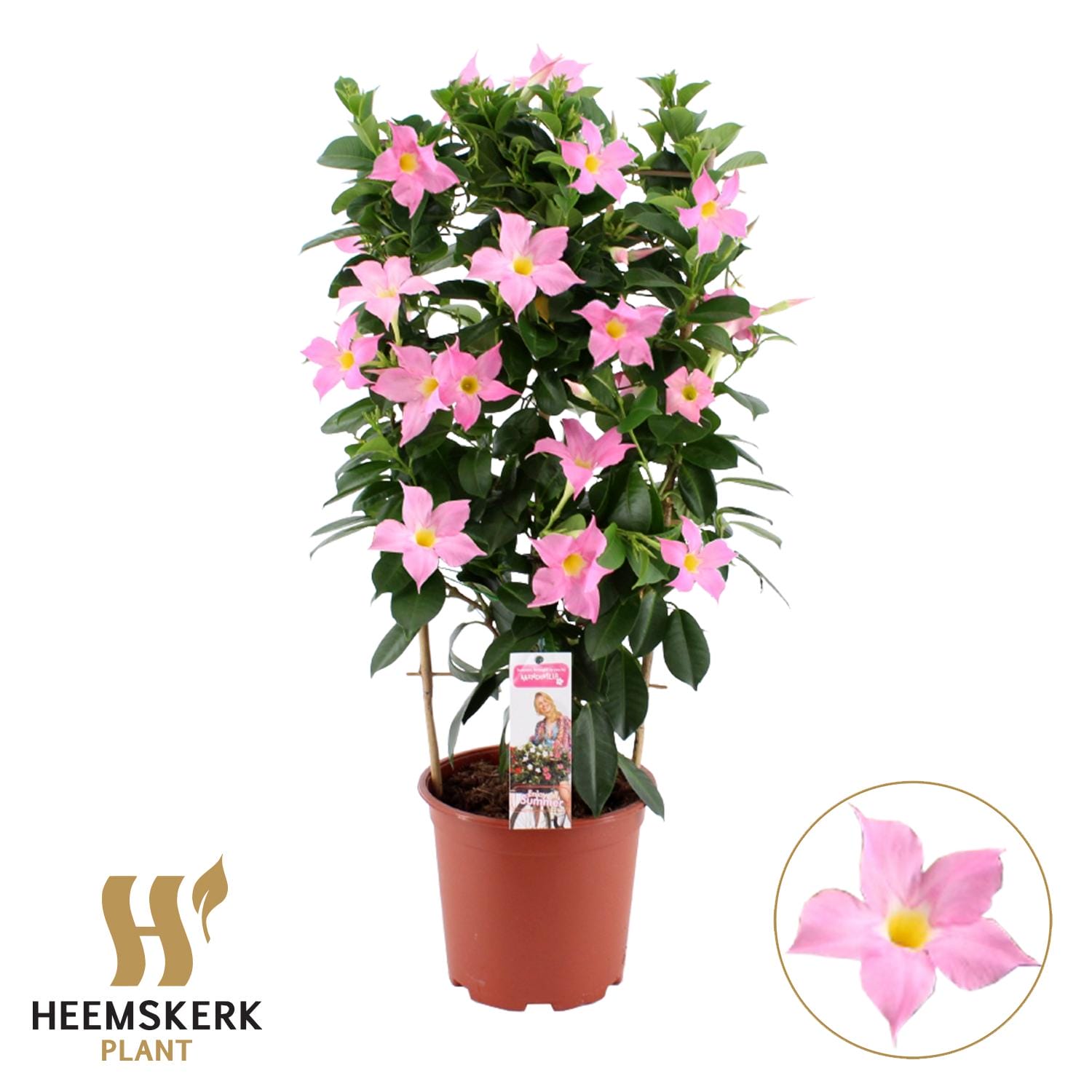 Mandevilla Summerstar Eagel Eye Rek - Ø19Cm - ↕75Cm
