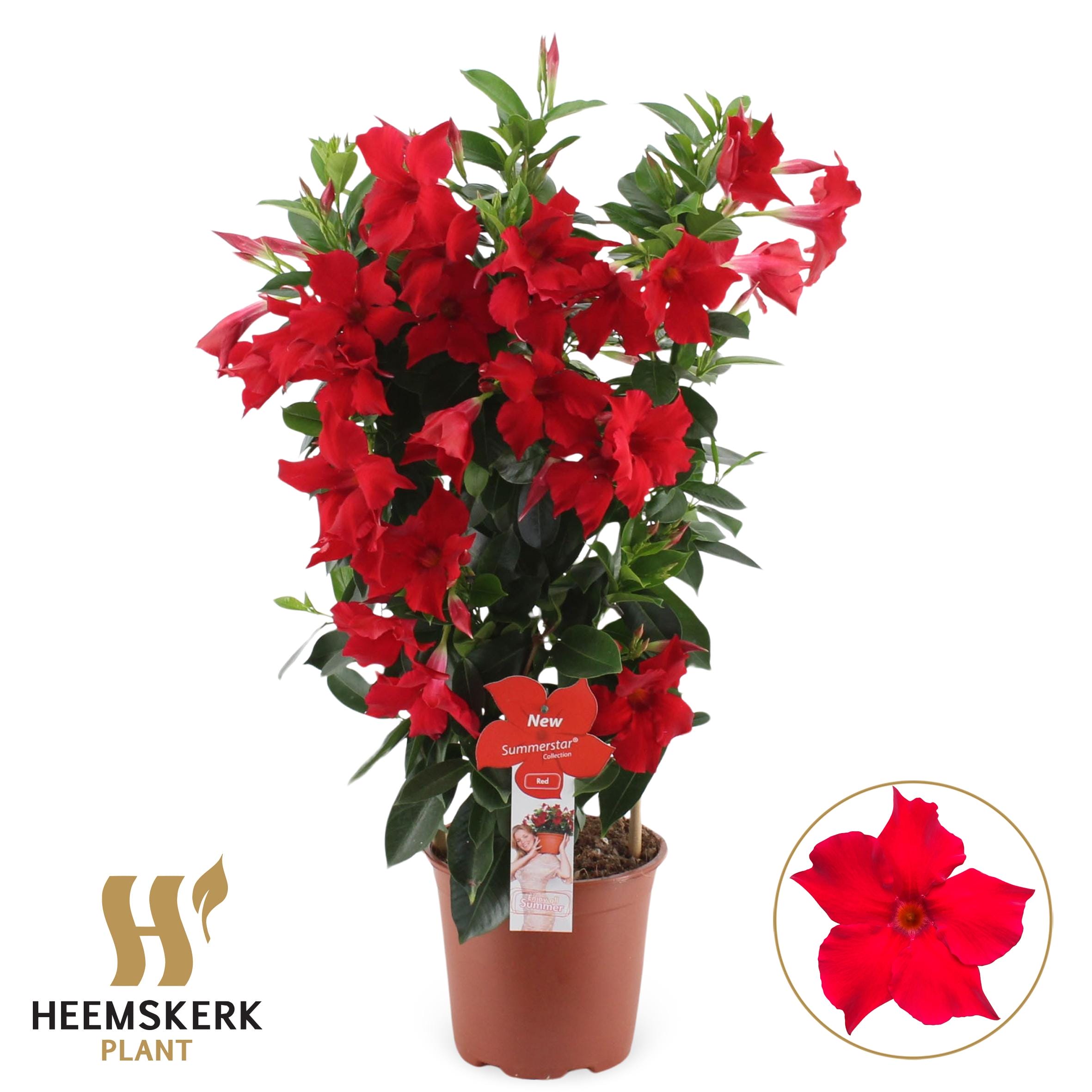 Mandevilla Summerstar Red Rek - Ø19Cm - ↕75Cm