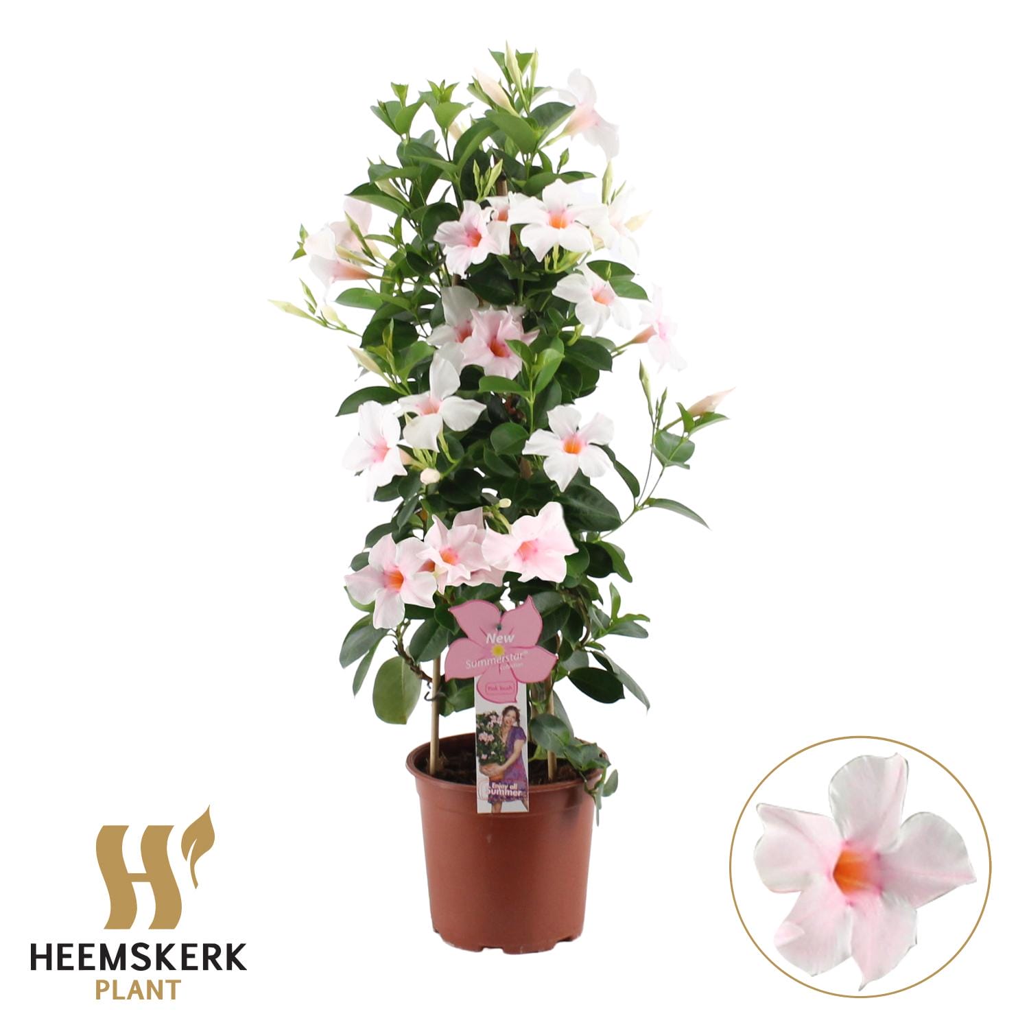 Mandevilla Summerstar Pink Touch Piramide - Ø19Cm - ↕75Cm