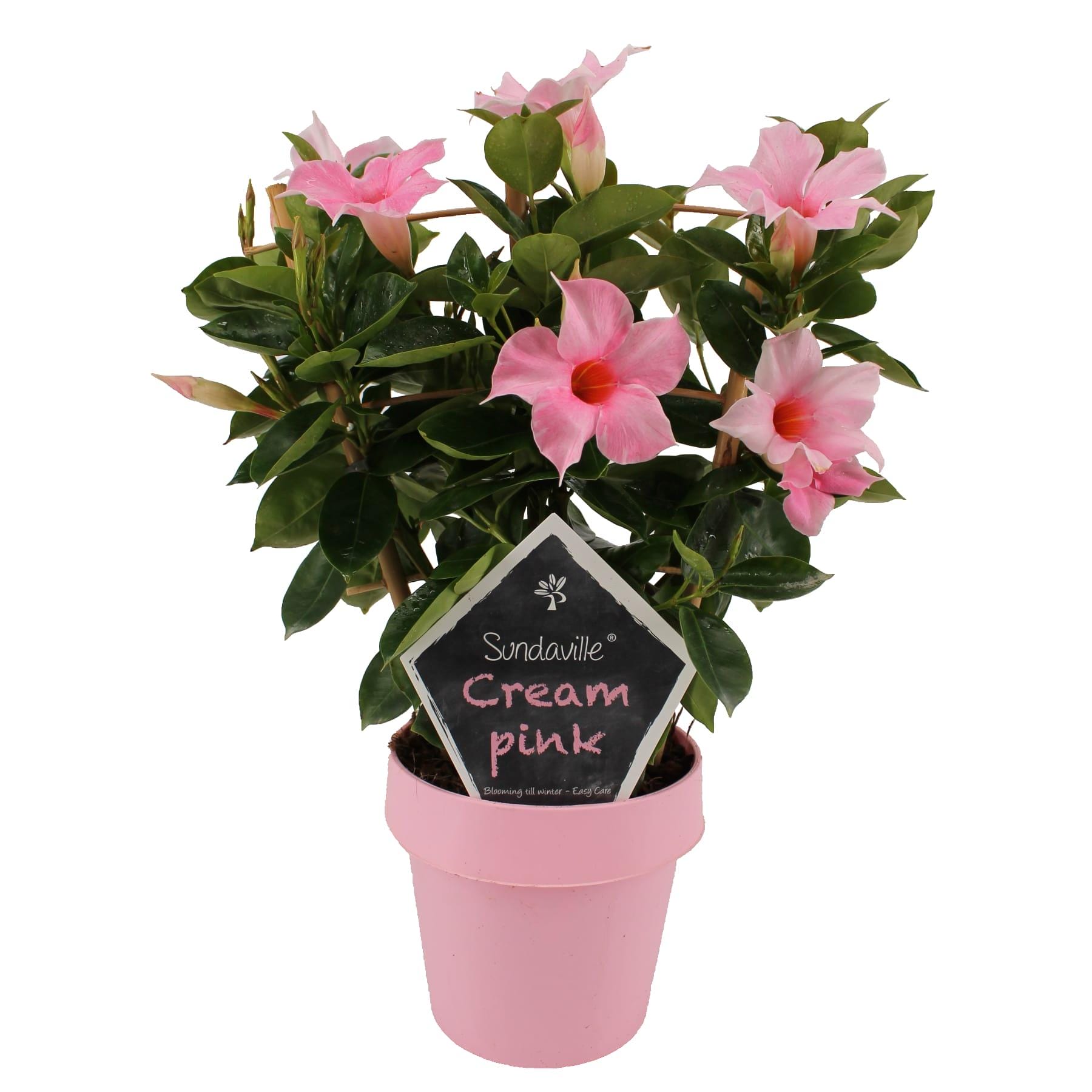 Mandevilla Sundaville Cream Pink Op Rek (Dipladenia) - Ø14Cm - ↕40Cm