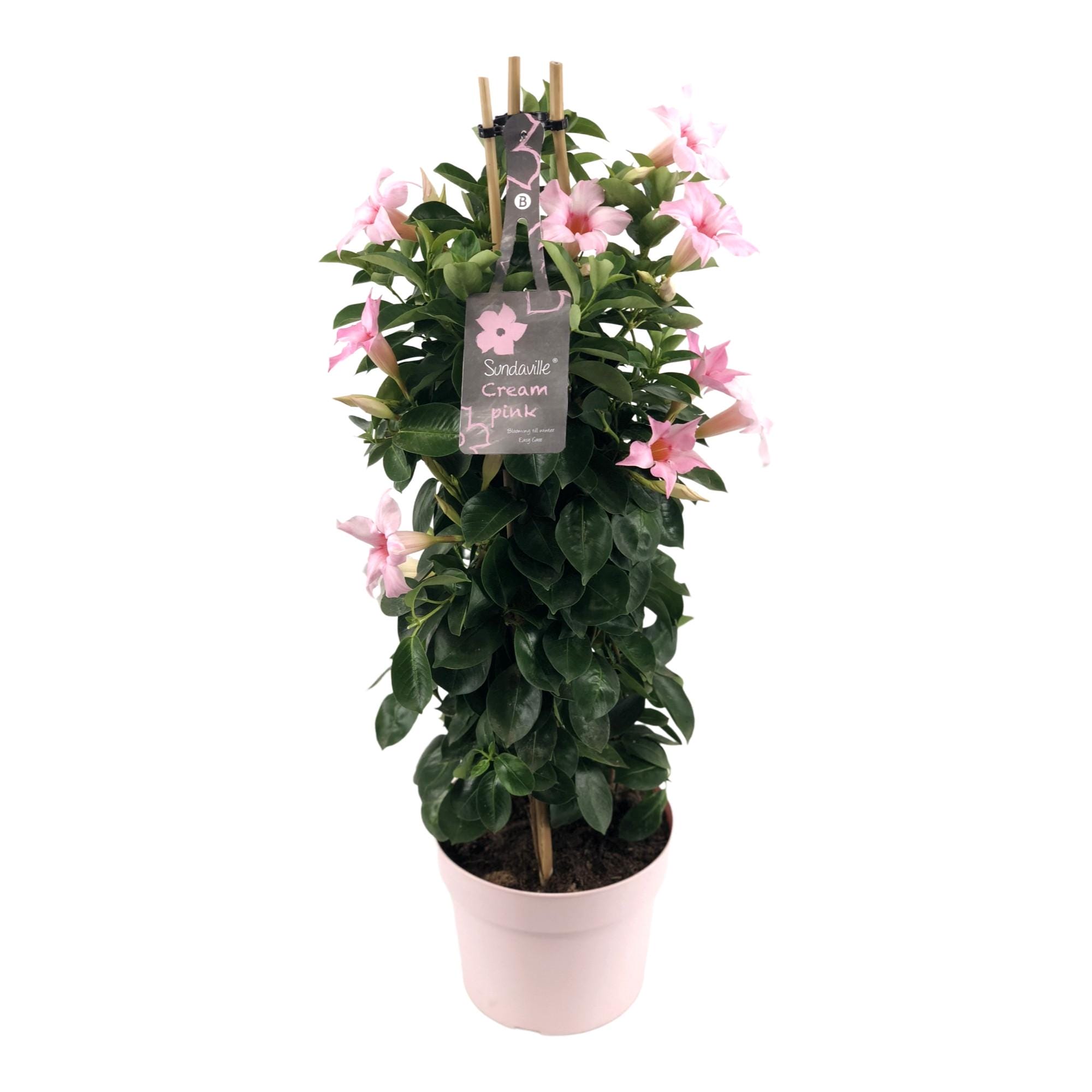 Mandevilla Sundaville Cream Pink In Toren (Dipladenia) - Ø19Cm - ↕75Cm