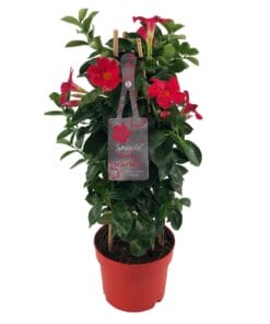 Mandevilla Sundaville Early Scarlet In Toren (Dipladenia) - Ø17Cm - ↕55Cm