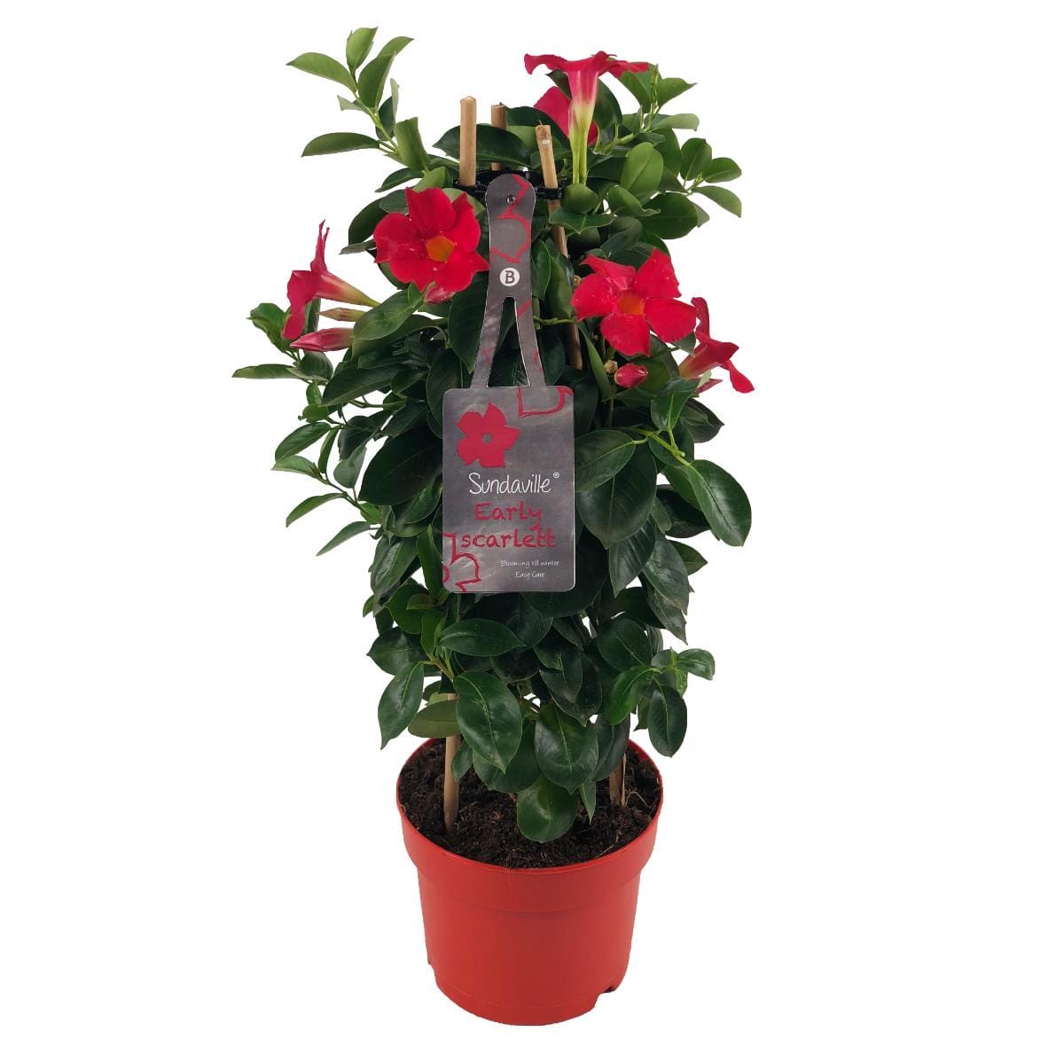Mandevilla Sundaville Early Scarlet In Toren (Dipladenia) - Ø17Cm - ↕55Cm