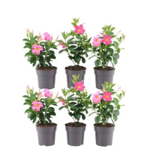 6 X Dipladenia Pink - Mandevilla Pink Ø12 Cm - ↕25 Cm