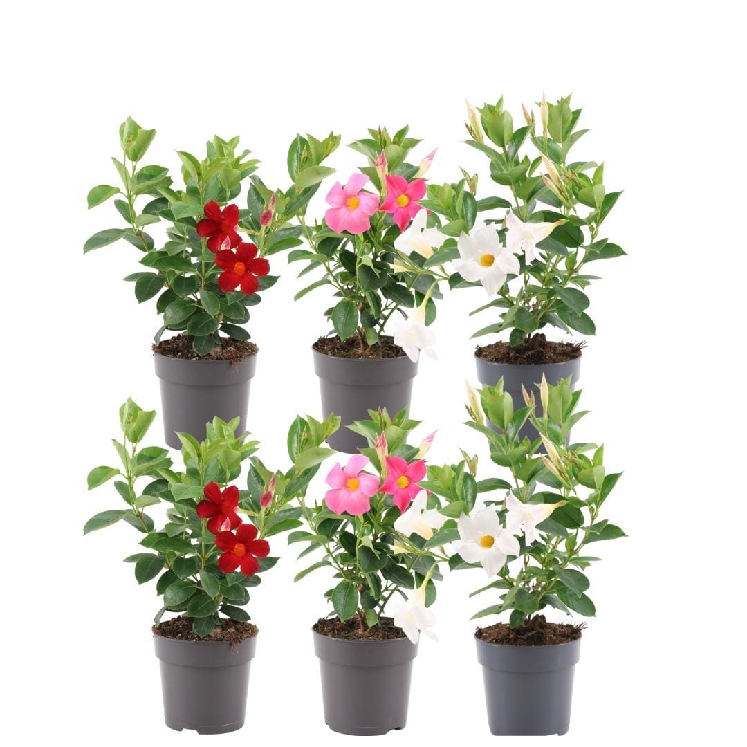 Dipladenia Mix - 2 X Mandevilla Pink - 2 X Mandevilla White - 2 X Mandevilla Red Ø12 Cm -↕•25 Cm