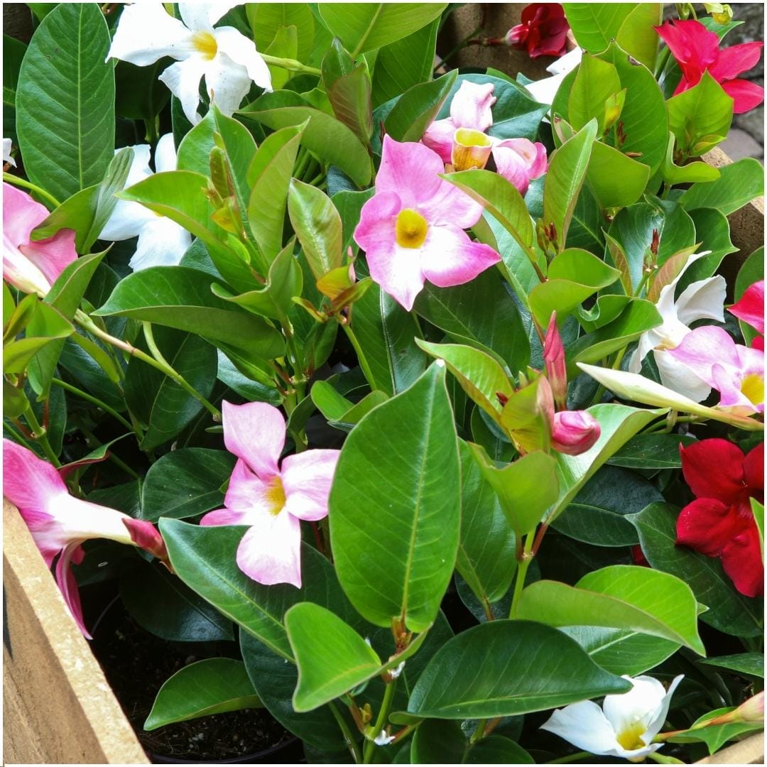 Dipladenia Mix - 2 X Mandevilla Pink - 2 X Mandevilla White - 2 X Mandevilla Red Ø12 Cm -↕•25 Cm - Afbeelding 2