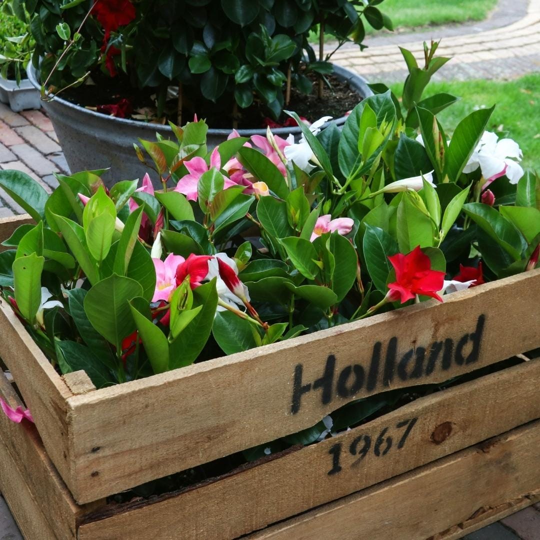 Dipladenia Mix - 2 X Mandevilla Pink - 2 X Mandevilla White - 2 X Mandevilla Red Ø12 Cm -↕•25 Cm - Afbeelding 3