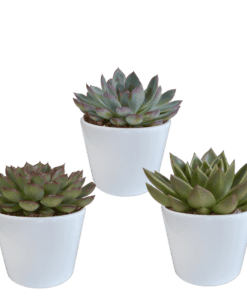 Echeveria Mix 10.5 Cm