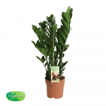 Zamioculcas Zamofolia ↑ 45 cm ⌀ 17 cm