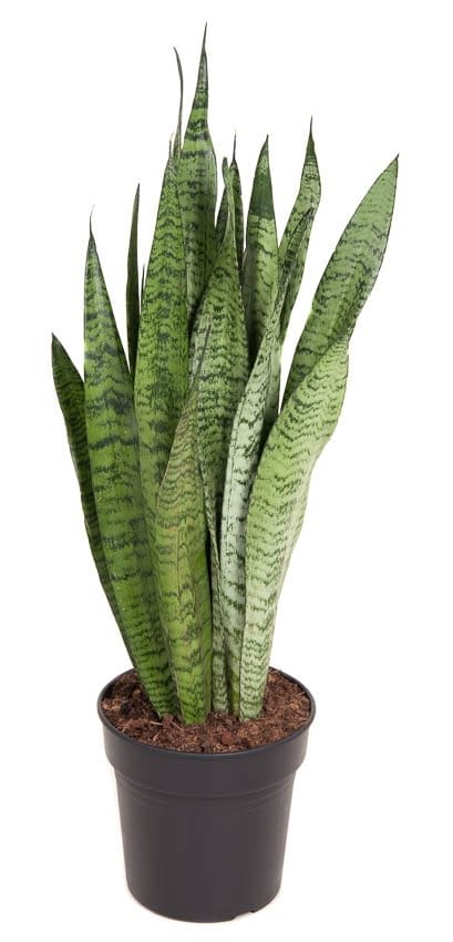 Sansevieria Zeylanica