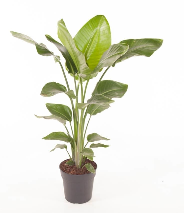 Strelitzia - 24cm