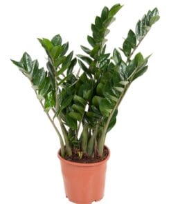 Zamioculcas zamiifolia - ↕ 80Cm – Ø21Cm