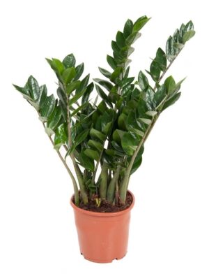 Zamioculcas – vrijwel onverwoestbare kamerplant – ±80 cm