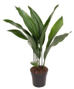 Aspidistra Elatior - ↕ 70Cm – Ø17Cm
