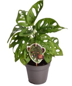 Monstera Obliqua ‘Monkey Leaf’ - ↕ 25Cm – Ø12Cm