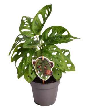 Monstera 'Monkey Leaf' – gatenplant met opvallend doorboord blad – ±25 cm