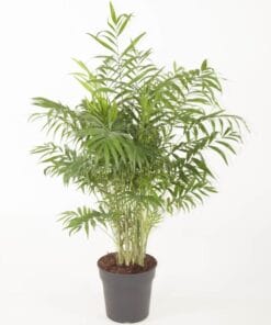 Chamaedora Elegans - ↕ 80Cm – Ø24Cm