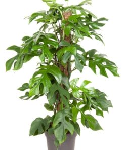 Monstera Minima (met mosstok) - ↕ 80Cm – Ø19Cm