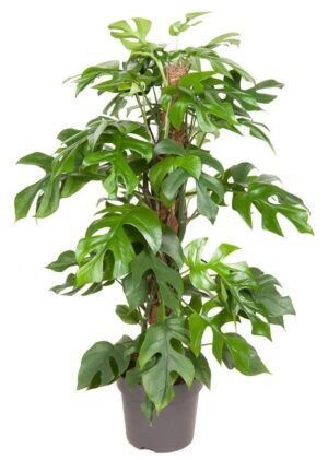 Monstera Minima (Rhaphidophora tetrasperma) – snelle klimmer – ±80 cm