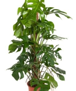 Monstera Deliciosa met mosstok - ↕ 120Cm – Ø24Cm
