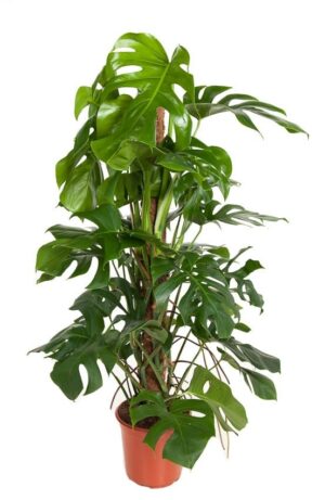 Monstera gatenplant met mosstok – grote kamerplant – ±120 cm