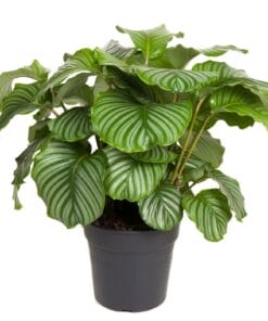 Calathea orbifolia - ↕ 70Cm – Ø27Cm