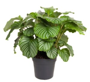 Calathea orbifolia – grote ronde bladeren met mintgroene strepen – ±70 cm
