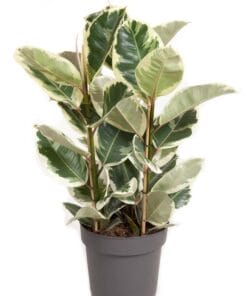Ficus Elastica 'Tineke' - ↕ 90Cm – Ø27Cm