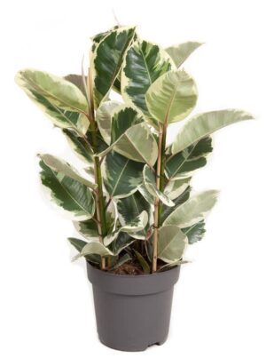 Ficus Elastica 'Tineke' – Rubberplant – bontbladige – ±90 cm