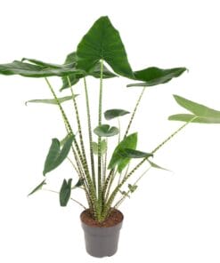 Alocasia Zebrina - ↕ 100Cm – Ø24Cm