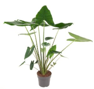 Alocasia Zebrina – opvallende zebrapatroon-stelen – ±100 cm