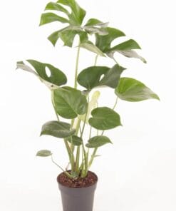 Monstera Deliciosa bush - ↕ 70Cm – Ø19Cm