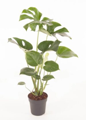Monstera gatenplant – grote bush-vorm met indrukwekkende bladeren – ±70 cm