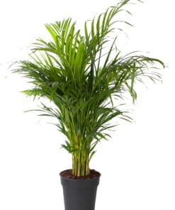 Areca palm - ↕ 130Cm – Ø24Cm