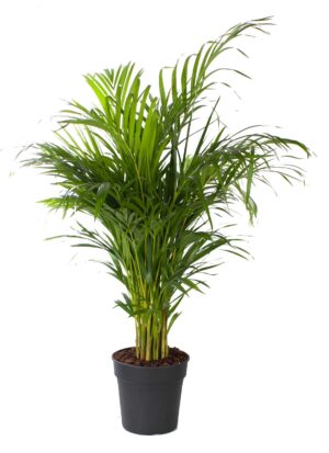 Areca palm (Dypsis lutescens) – luchtige goudpalm voor de woonkamer – ±130 cm
