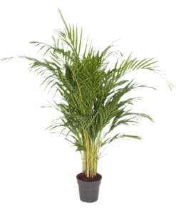Dypsis Lutescens (Areca) - ↕ 120Cm – Ø21Cm