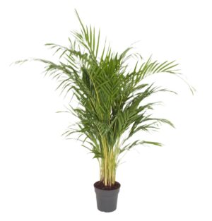 Areca palm (Dypsis lutescens) – luchtige goudpalm voor binnen – ±120 cm