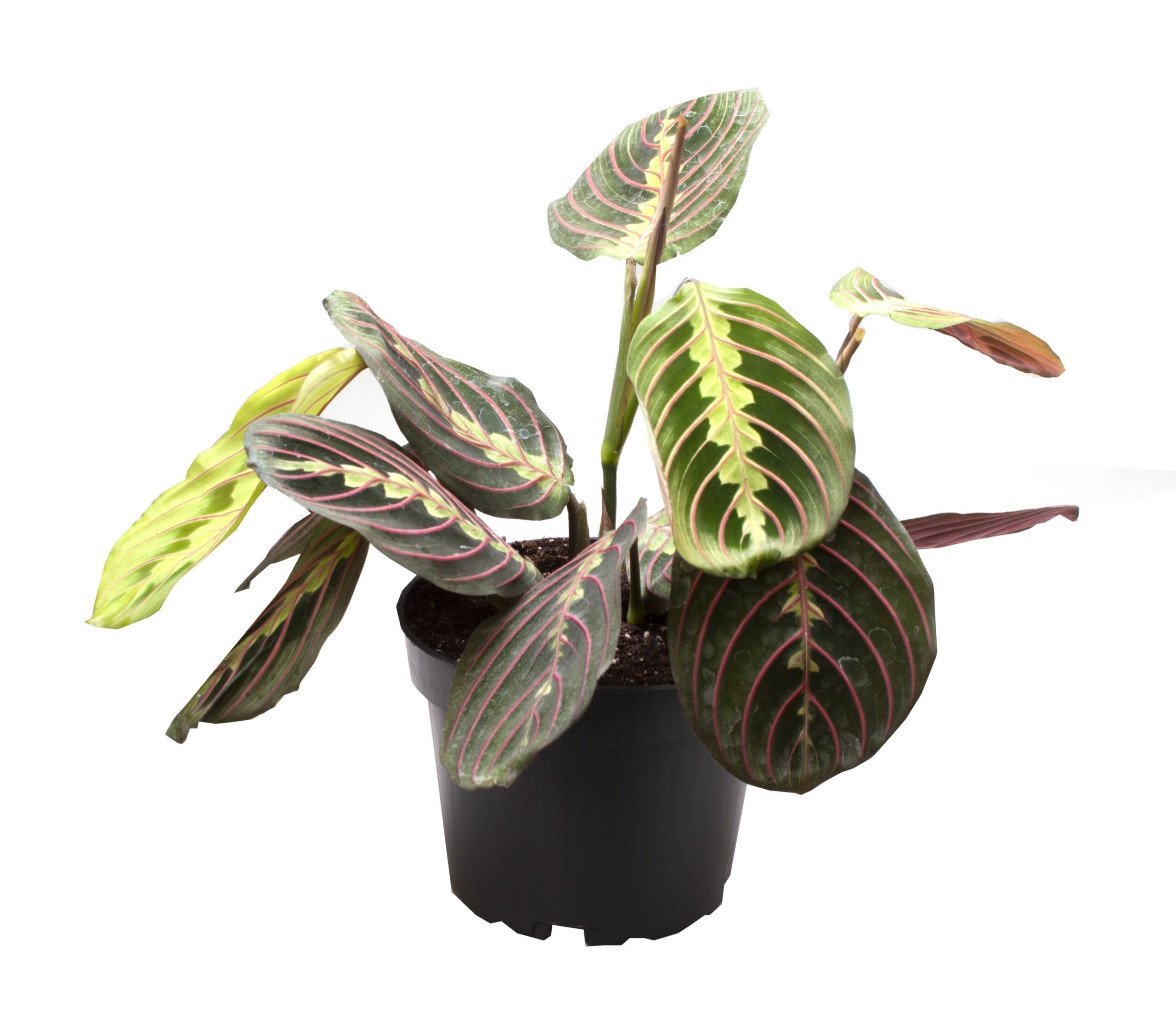 Maranta Leuconeura Red Stripe - ↕ 25Cm – Ø12Cm