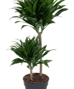 Dracaena Compacta - ↕ 80Cm – Ø19Cm