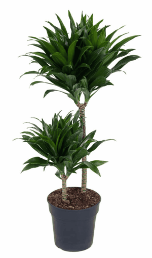 Dracaena Compacta – compacte kroontjes van donkergroen blad – ±80 cm