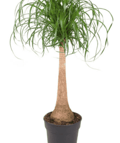 Beaucarnea recurvata (op stam)