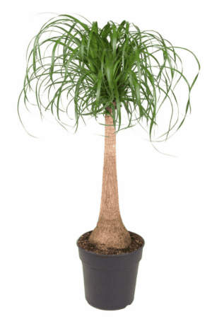 Beaucarnea - Olifantsvoet – kamerplant met opvallende pluim – op stam