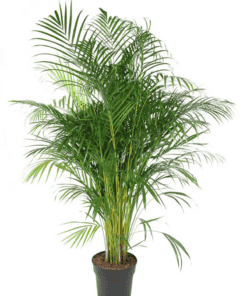 Dypsis Lutescens (Areca) - ↕ 160Cm – Ø27Cm