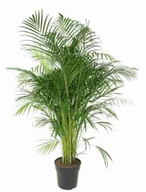 Areca palm (Dypsis lutescens) – luchtige met geveerd blad – ±160 cm