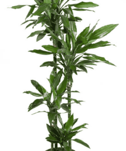 Dracaena Janet Lind - ↕ 140Cm – Ø27Cm