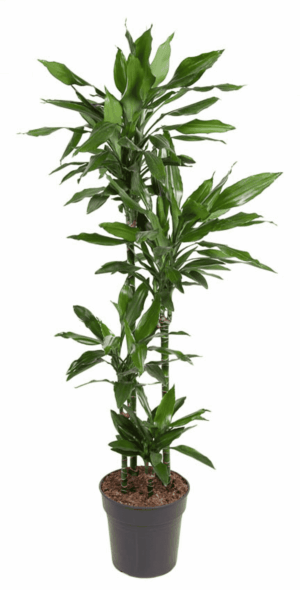Dracaena 'Janet Lind' – makkelijke kamerplant met sierlijk groen blad – ±140 cm