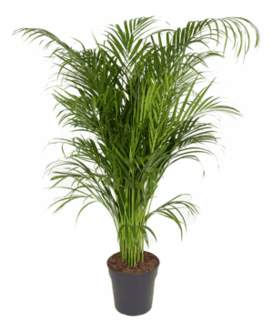 Areca palm (Dypsis lutescens) – luchtige kamerpalm met geveerd blad – ±130 cm