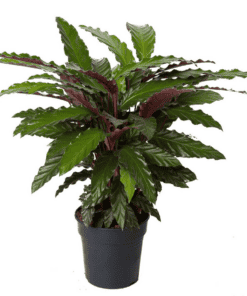 Calathea Wavestar - ↕ 70Cm – Ø19Cm