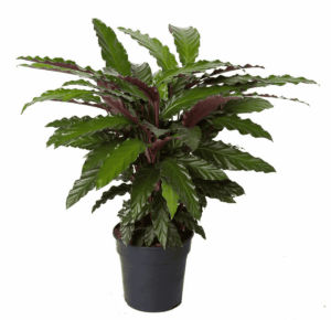Calathea Wavestar – paarse bladonderzijde – ±70 cm