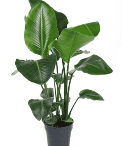 Strelitzia Nicolai - ↕ 100Cm – Ø24Cm
